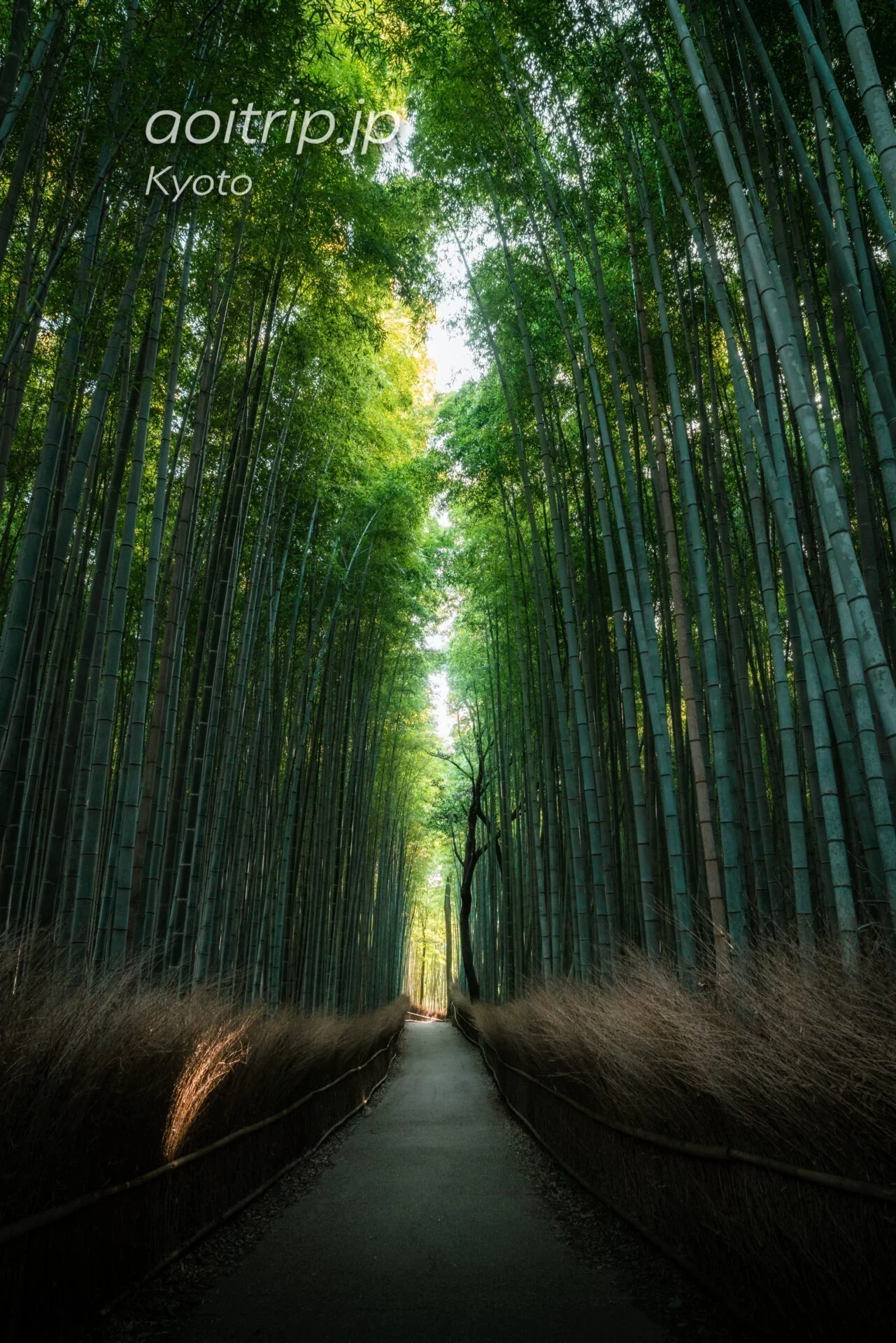 岚山竹林小径 参考图 1